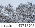 枝に雪の積もった樹木 143748508