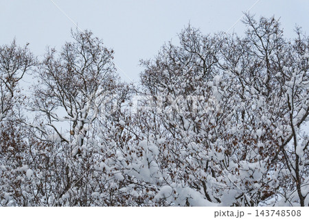 枝に雪の積もった樹木 143748508