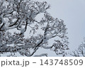 枝に雪の積もった樹木 143748509