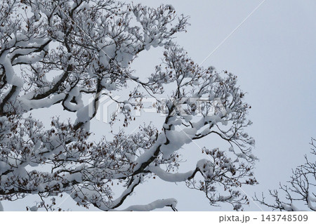 枝に雪の積もった樹木 143748509