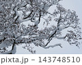枝に雪の積もった樹木 143748510