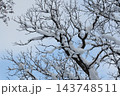 枝に雪の積もった樹木 143748511