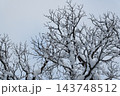 枝に雪の積もった樹木 143748512