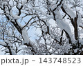 枝に雪の積もった樹木 143748523