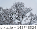 枝に雪の積もった樹木 143748524