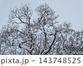 枝に雪の積もった樹木 143748525
