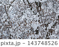 枝に雪の積もった樹木 143748526
