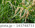 実った稲穂のアップ 143748733