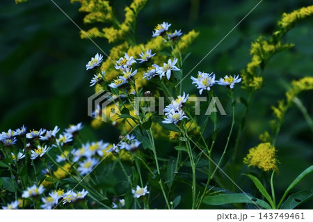 秋の山野草　キク科ノコンギクの花 143749461