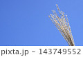 青空に映えるススキ 143749552