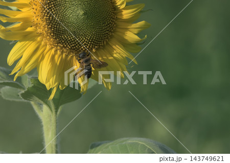 ひまわりの蜜を吸う蜂 ひまわりの蜜を吸う蜂 143749621