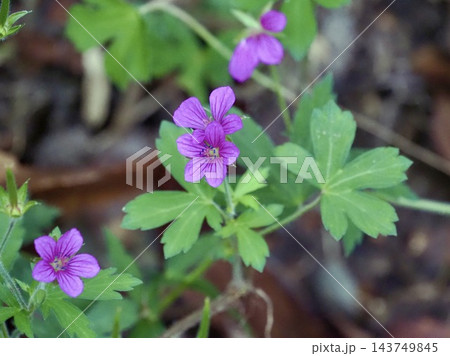薬草・赤色系の花フウロソウ科ゲンノショウコ 薬草・赤色系の花フウロソウ科ゲンノショウコ 143749845