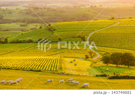 Landscape with cows on pasture and vineyards, Jura region, Bourgogne-Franche-Comte in France. 143749881