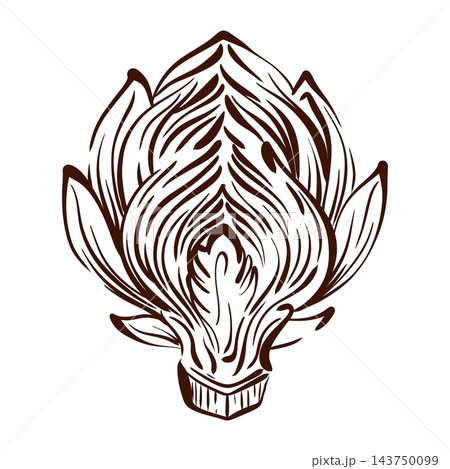 Artichoke cross section vector illustration reveals tightly layered inner bracts and a central core, rendered in expressive botanical line art with fine contours and natural symmetry Artichoke cross section vector illustration reveals tightly layered inner bracts and a central core, rendered in expressive botanical line art with fine contours and natural symmetry 143750099