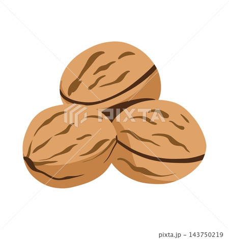Walnut nut food brown healthy organic plant botanical vector illustration showing three whole walnuts grouped together, with distinctive curved shell grooves and warm earthy colors 143750219
