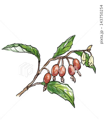 赤く実ったナワシログミの実と花の手描きの線画と水彩イラスト 赤く実ったナワシログミの実と花の手描きの線画と水彩イラスト 143750254