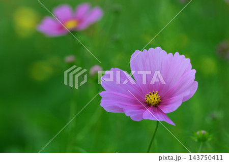 秋の野原に咲くピンクのコスモスの花 143750411