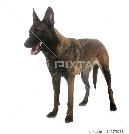 malinois in studio 143750514