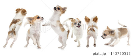 chihuahuas in studio chihuahuas in studio 143750515