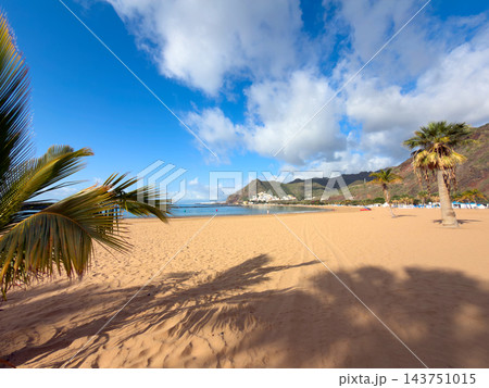 palms of las Teresitas beach, Tenerife, Spain 143751015