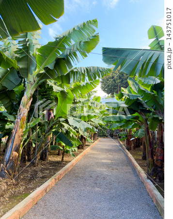 Bananas ripening outdoors. Young bananas hanging from stalks in vibrant jungle setting. Fresh green bananas clustered on stalks within dense tropical foliage and sunlight Bananas ripening outdoors. Young bananas hanging from stalks in vibrant jungle setting. Fresh green bananas clustered on stalks within dense tropical foliage and sunlight 143751017