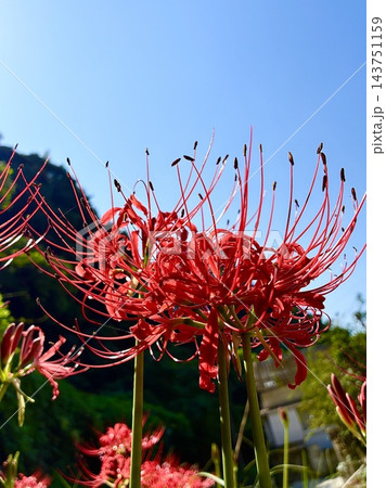 青空を背景に鮮やかに咲く彼岸花(曼珠沙華) 青空を背景に鮮やかに咲く彼岸花(曼珠沙華) 143751159