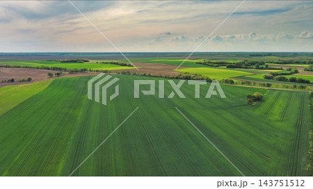 Green wheat field on hills under blue sky with clouds at sunset Green wheat field on hills under blue sky with clouds at sunset 143751512