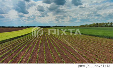 Green agricultural fields with young crop rows Green agricultural fields with young crop rows 143751518