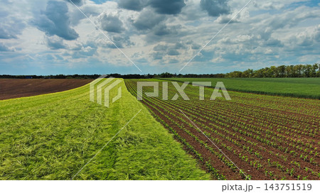 Green agricultural fields with young crop rows 143751519