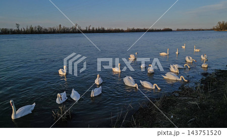 Flock of white swans swimming and feeding 143751520