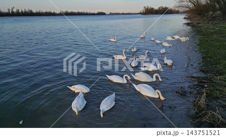 Flock of white swans swimming and feeding 143751521