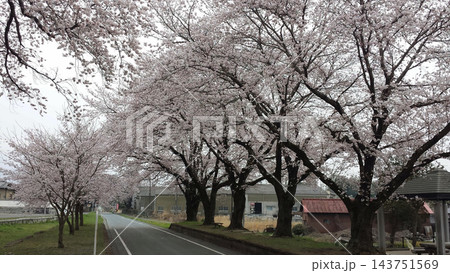x-default 満開の桜並木が続く春の道路 143751569