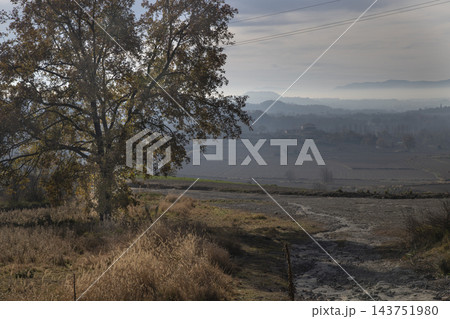 Autumn tree with fog over rural landscape 143751980