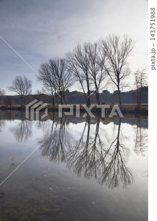 Leafless trees reflecting in calm river water 143751988