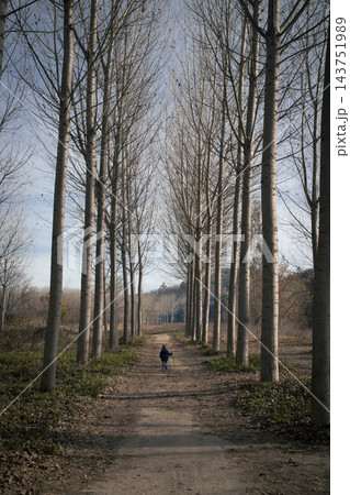 Child walking alone on a path in winter forest Child walking alone on a path in winter forest 143751989