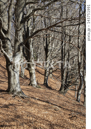 Autumn beech forest with bare trees and fallen leaves Autumn beech forest with bare trees and fallen leaves 143751991