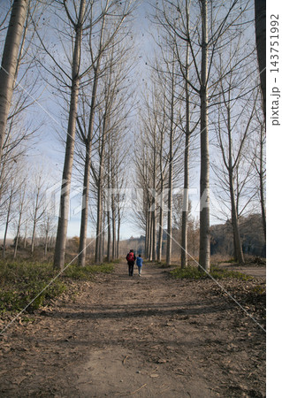 People walking dirt path through bare forest trees People walking dirt path through bare forest trees 143751992