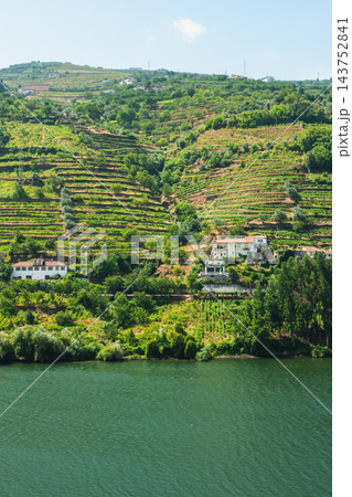 Scenic Terraced Vineyards In Douro Valley Portugal Scenic Terraced Vineyards In Douro Valley Portugal 143752841
