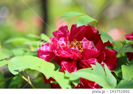 鮮やか ボタンの花 鮮やか ボタンの花 143752892