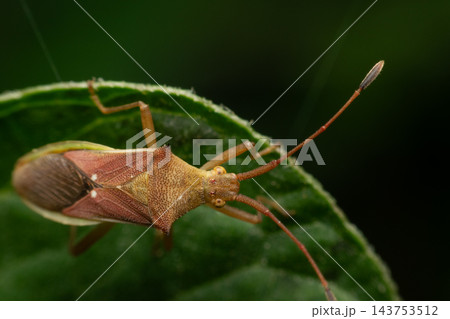 A brown insect an angular body patterned folded wings thin antennae slender legs rests green leaf fine hairs visible along the edge against dark blurred background A brown insect an angular body patterned folded wings thin antennae slender legs rests green leaf fine hairs visible along the edge against dark blurred background 143753512