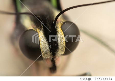 An extreme close view of insect face shows dark compound eyes long curved antennae pale yellow facial hairs narrow central stripe against warm background shallow focus 143753513