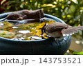 A red whiskered bulbul black crest white cheek red face patch brown wings leans toward water dark container floating leaves green garden foliage the background 143753521