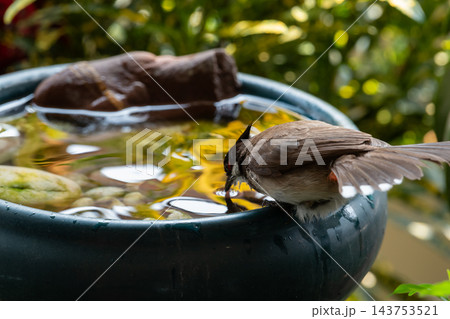 A red whiskered bulbul black crest white cheek red face patch brown wings leans toward water dark container floating leaves green garden foliage the background A red whiskered bulbul black crest white cheek red face patch brown wings leans toward water dark container floating leaves green garden foliage the background 143753521