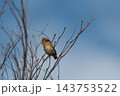 A juvenile Asian golden weaver brown streaked plumage pale underside sturdy pointed bill perches among bare twigs against clear blue sky open space around the small bird 143753522