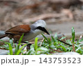 A white crested laughingthrush white crest black face stripe chestnut wings pale breast stands among low green plants softly blurred background close wildlife view 143753523