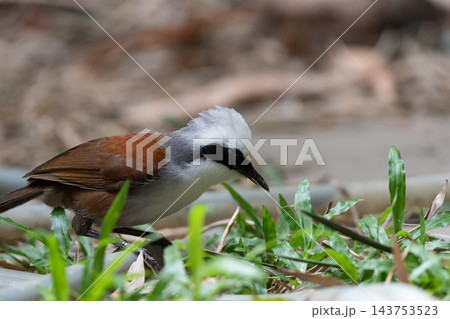 A white crested laughingthrush white crest black face stripe chestnut wings pale breast stands among low green plants softly blurred background close wildlife view A white crested laughingthrush white crest black face stripe chestnut wings pale breast stands among low green plants softly blurred background close wildlife view 143753523