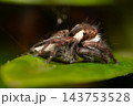 A jumping spider brown legs pale facial markings large dark eyes rests green leaf fine silk strands visible against softly blurred dark leafy background macro view 143753528