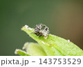 A tiny pale spiny insect rests the pointed edge of green leaf fine surface hairs sharp projections visible its compact body against smooth softly blurred green background 143753529