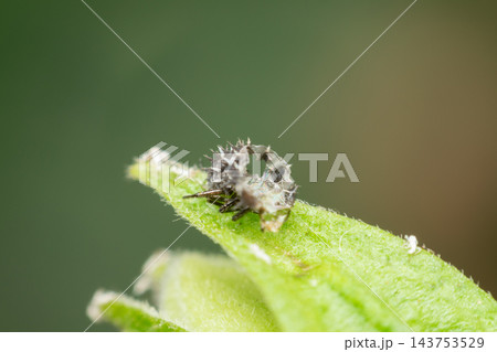 A tiny pale spiny insect rests the pointed edge of green leaf fine surface hairs sharp projections visible its compact body against smooth softly blurred green background A tiny pale spiny insect rests the pointed edge of green leaf fine surface hairs sharp projections visible its compact body against smooth softly blurred green background 143753529