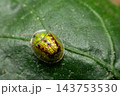 A small golden beetle translucent rounded shell dark markings metallic reflections rests textured green leaf visible veins detailed close view of garden wildlife 143753530